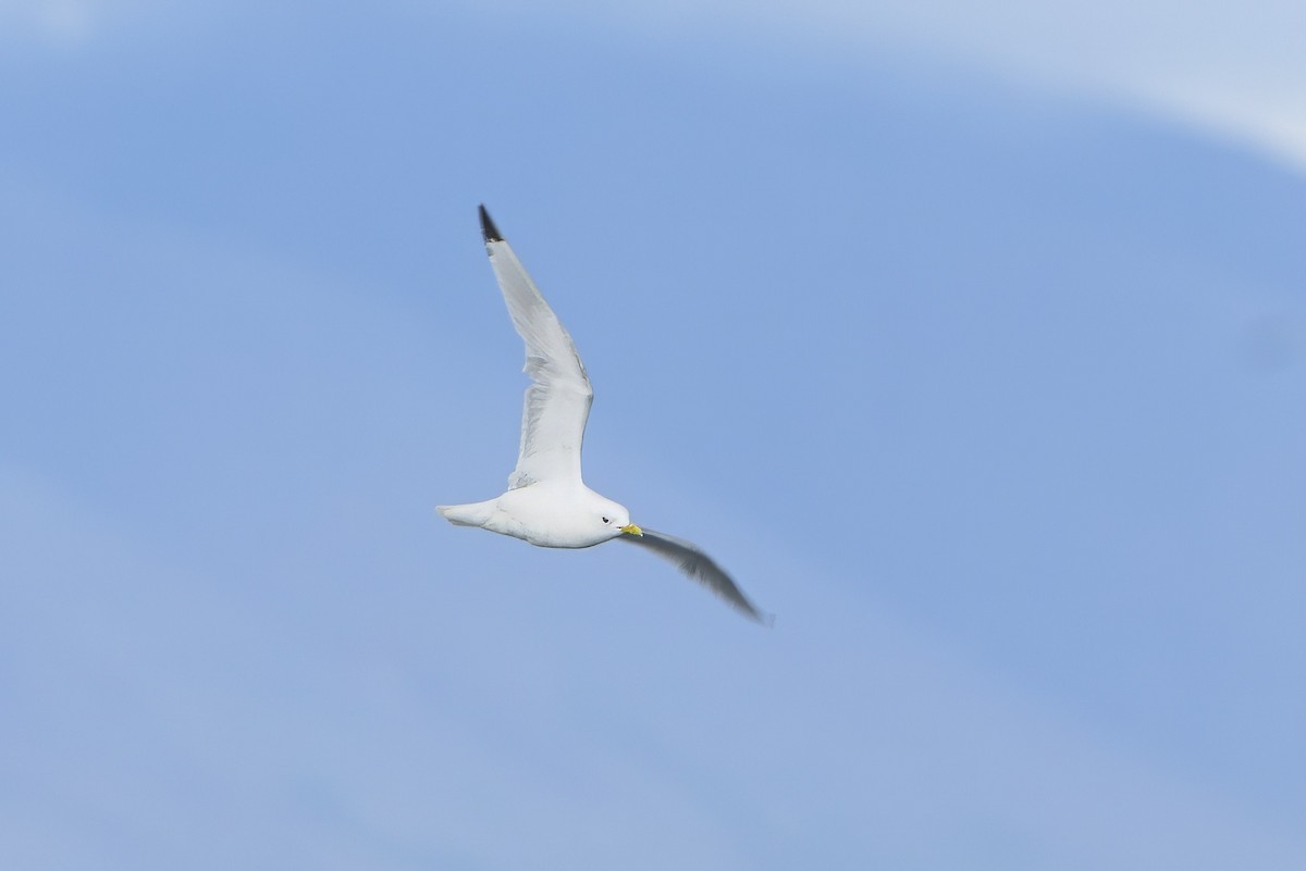 Black-legged Kittiwake - ML621833110