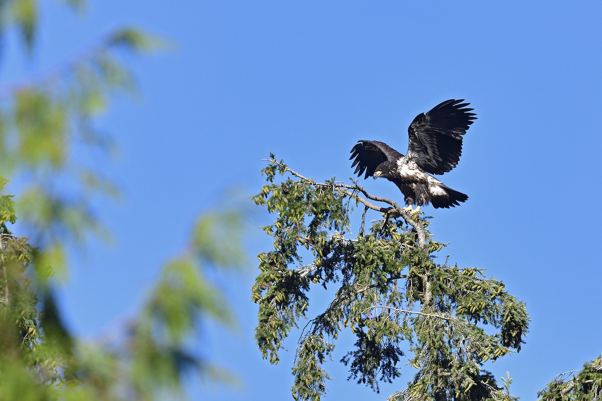 Bald Eagle - Ken Berke