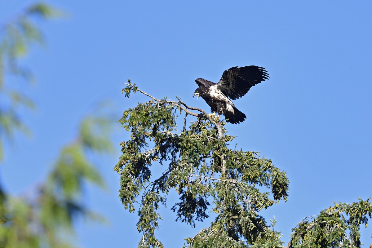 Bald Eagle - Ken Berke