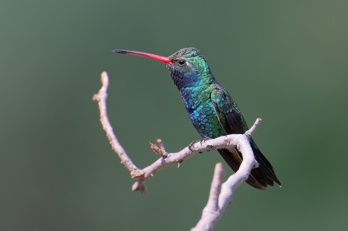 Broad-billed Hummingbird - ML621833117