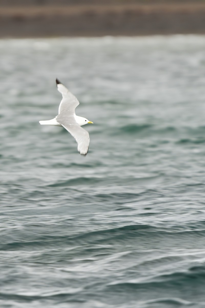 Black-legged Kittiwake - ML621833126