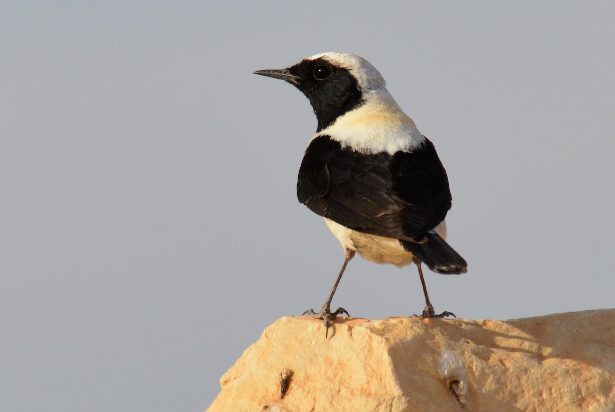 Eastern Black-eared Wheatear - ML621833139