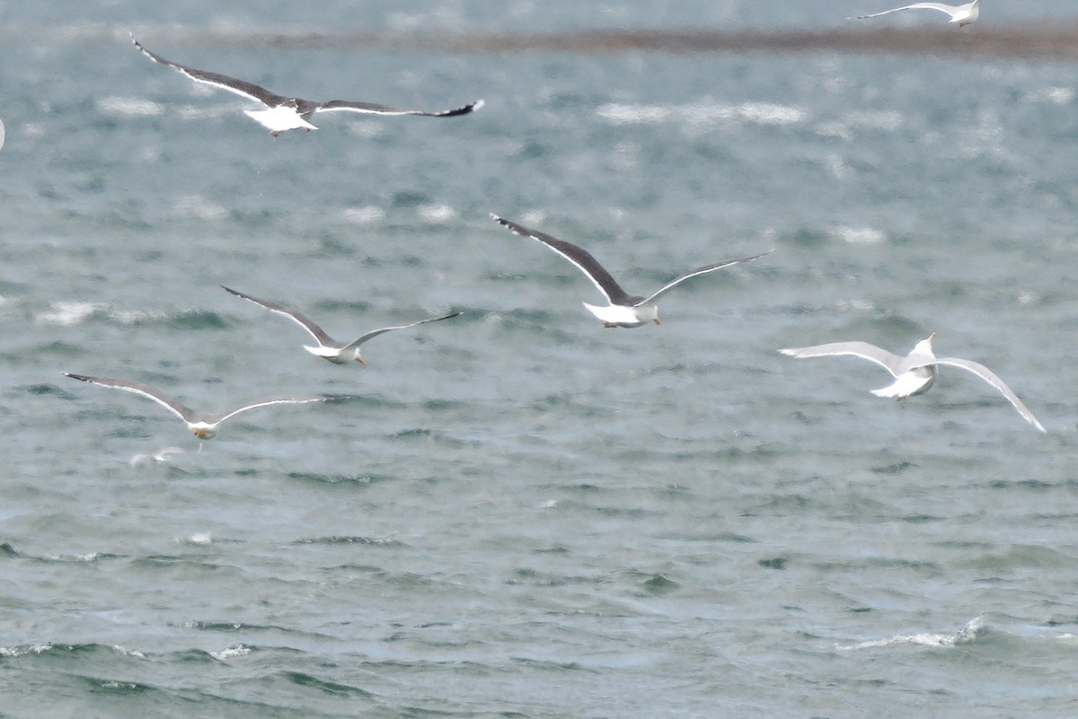 Lesser Black-backed Gull - ML621833148