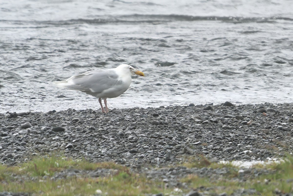 Glaucous Gull - ML621833154