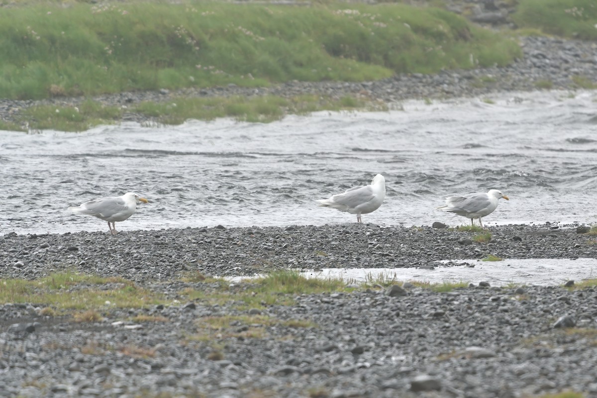 Glaucous Gull - ML621833155