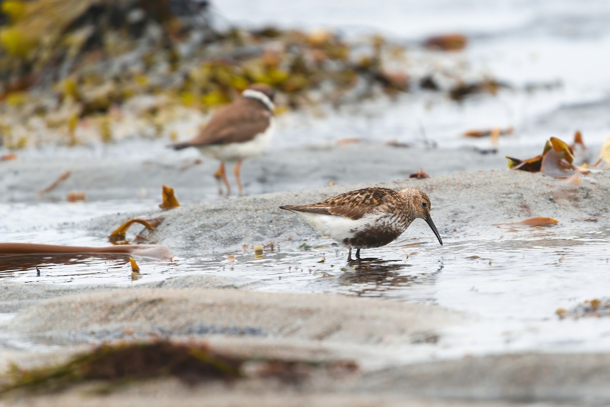 Dunlin - ML621833183