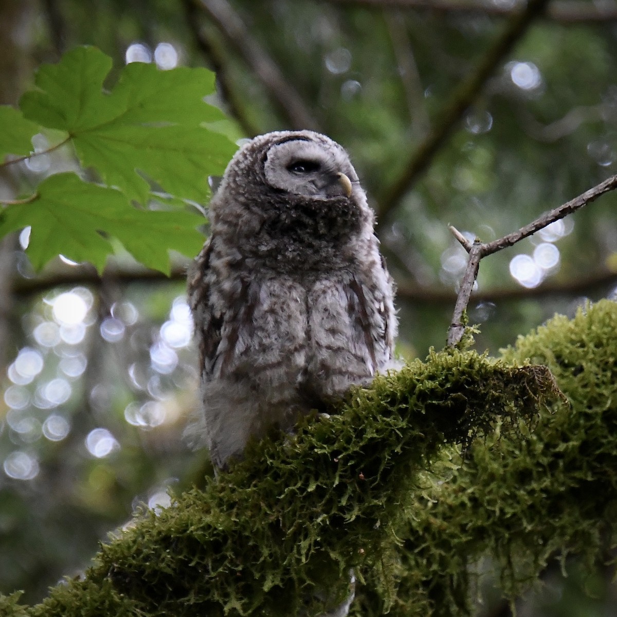 Barred Owl - ML621833184