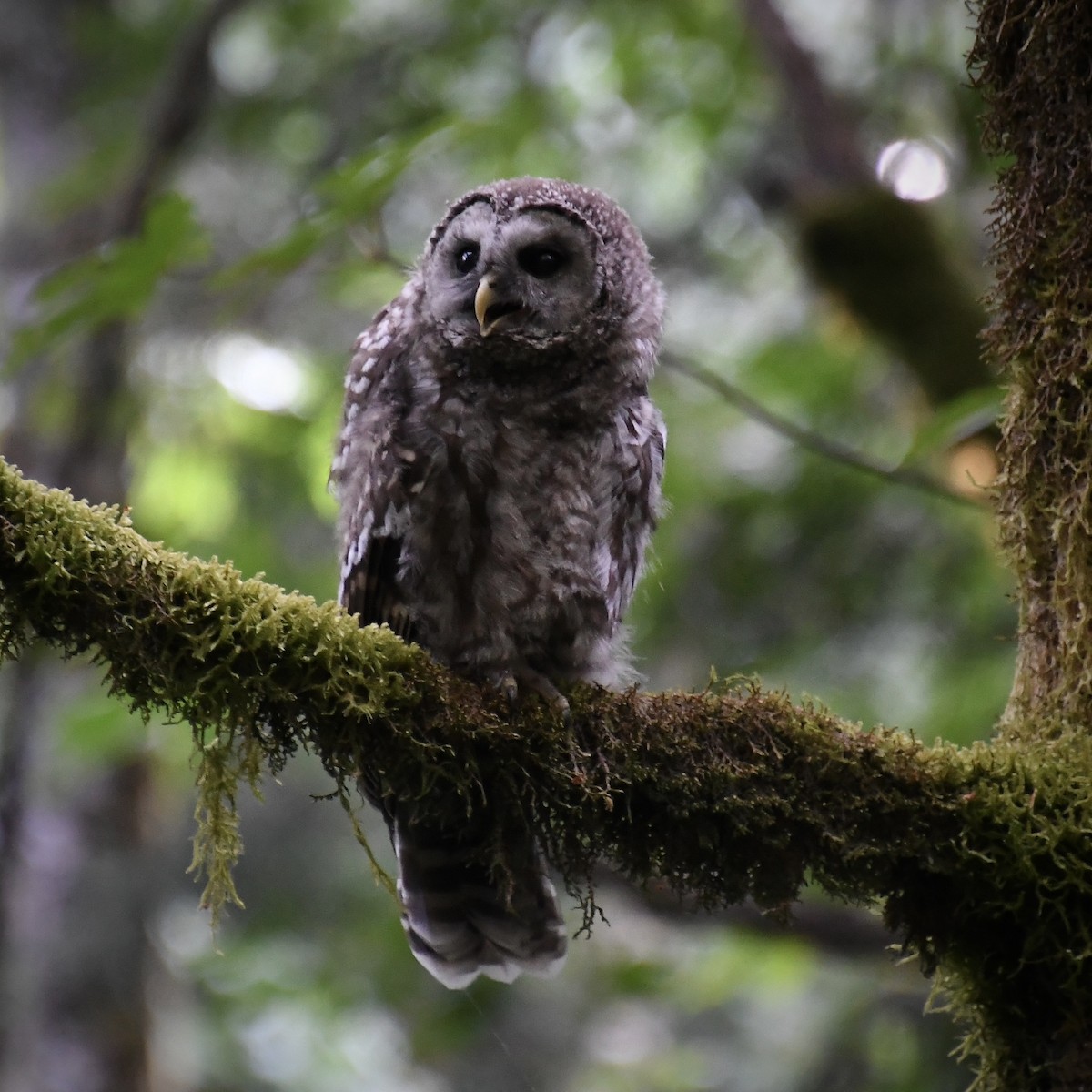 Barred Owl - ML621833185