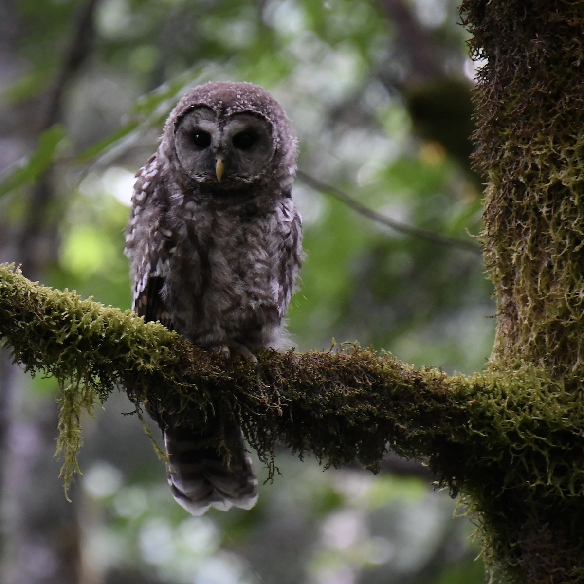 Barred Owl - ML621833186