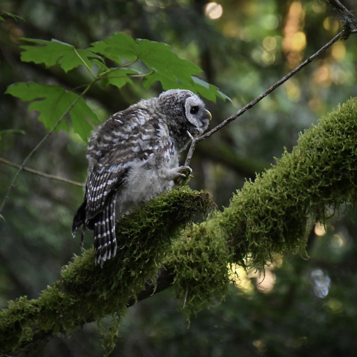 Barred Owl - ML621833187