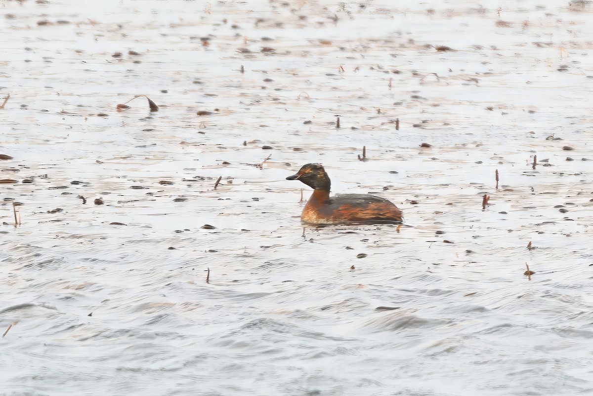 Horned Grebe - ML621833189