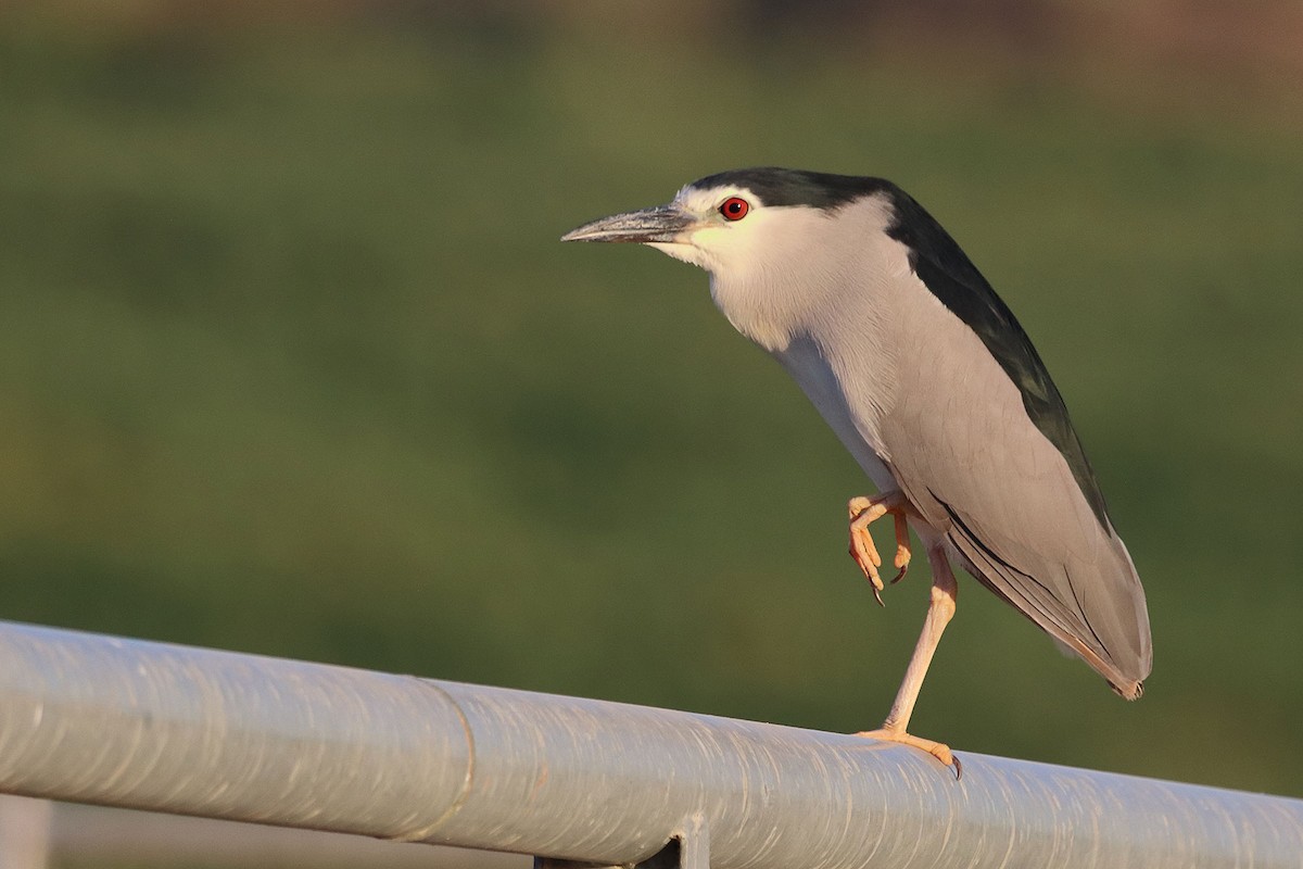 Black-crowned Night Heron - Jesús Lavedán Rodríguez