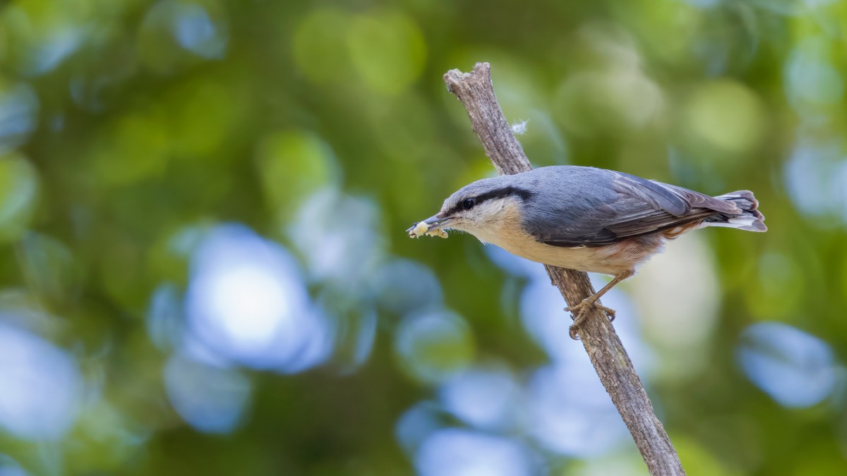 Eurasian Nuthatch - ML621833249