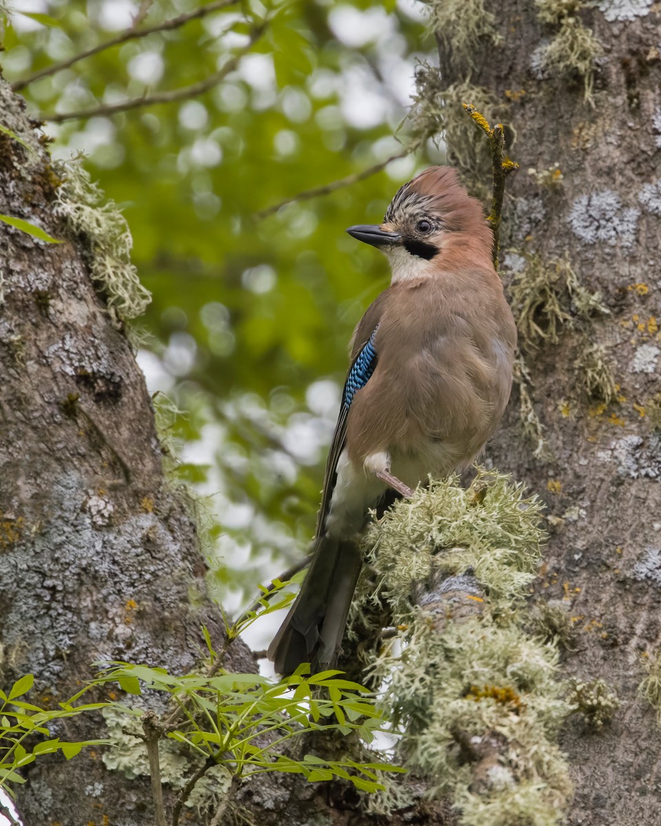 Eurasian Jay - ML621833260