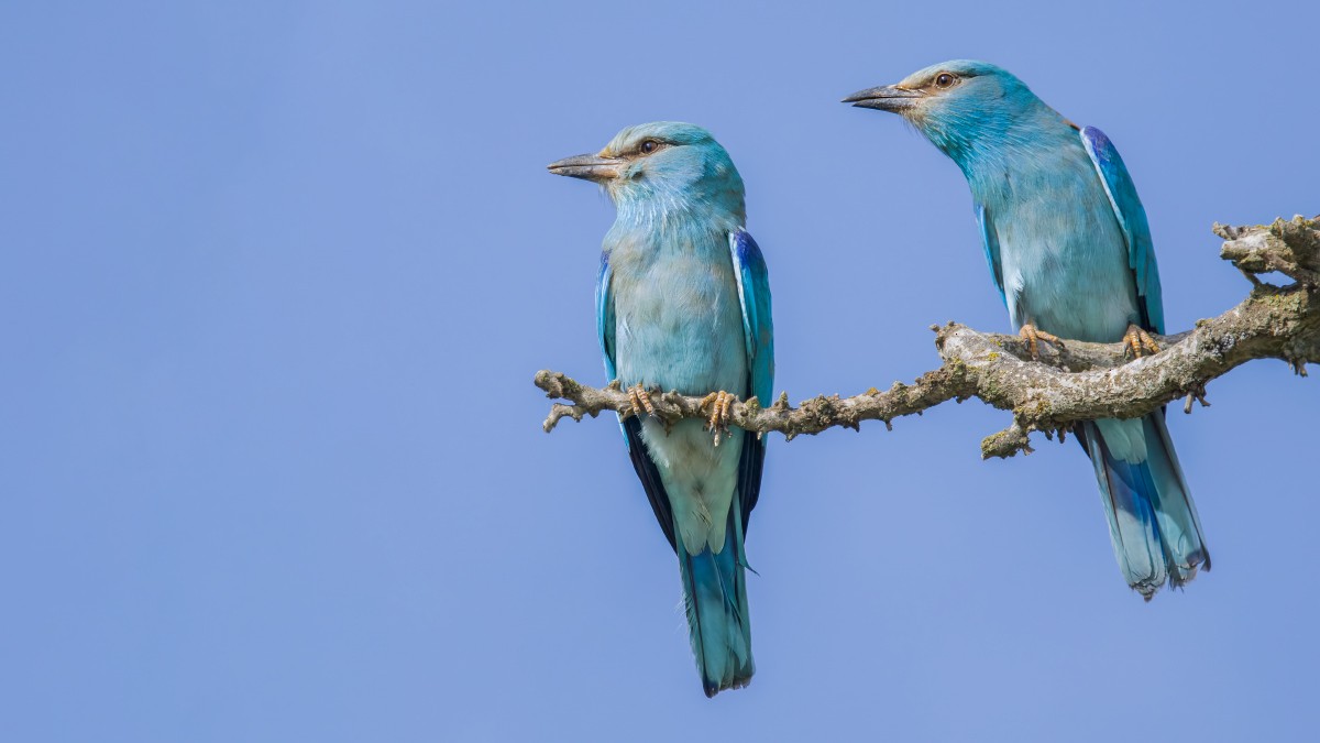 European Roller - ML621833283