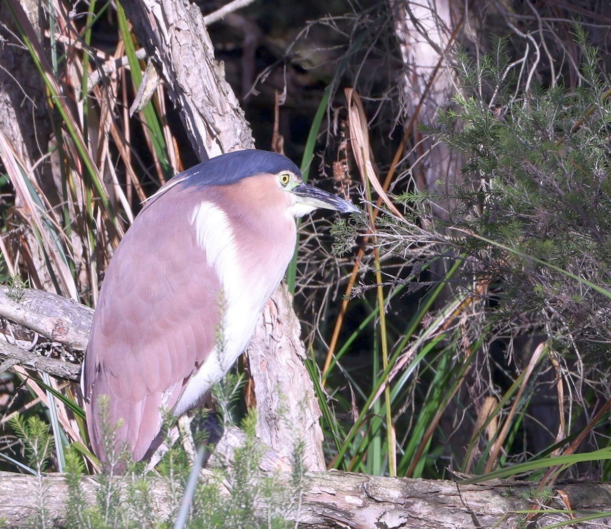 Nankeen Night Heron - ML621833366