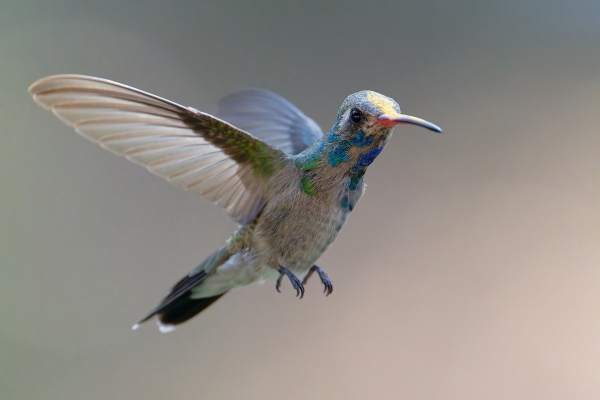 Broad-billed Hummingbird - ML621833367