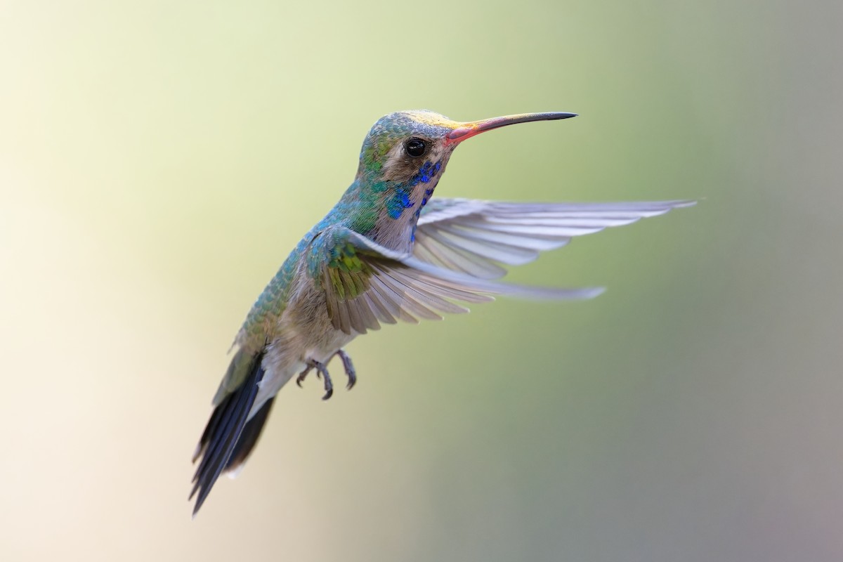 Broad-billed Hummingbird - ML621833368