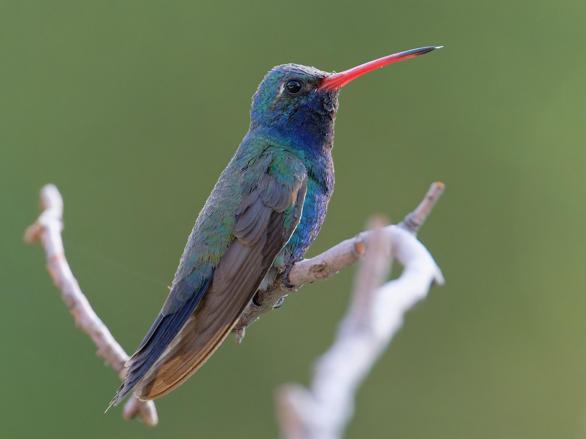 Broad-billed Hummingbird - ML621833387