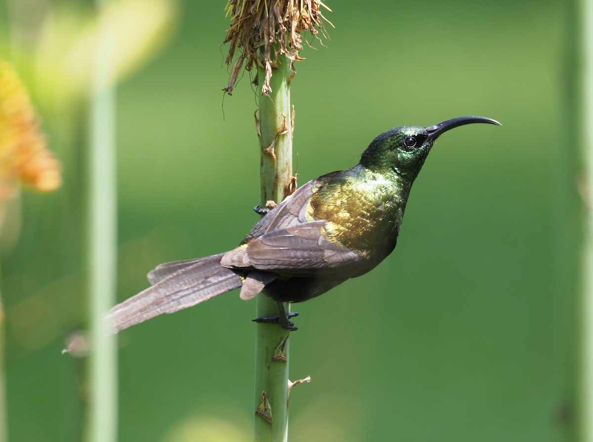 Bronze Sunbird - Simon  Allen