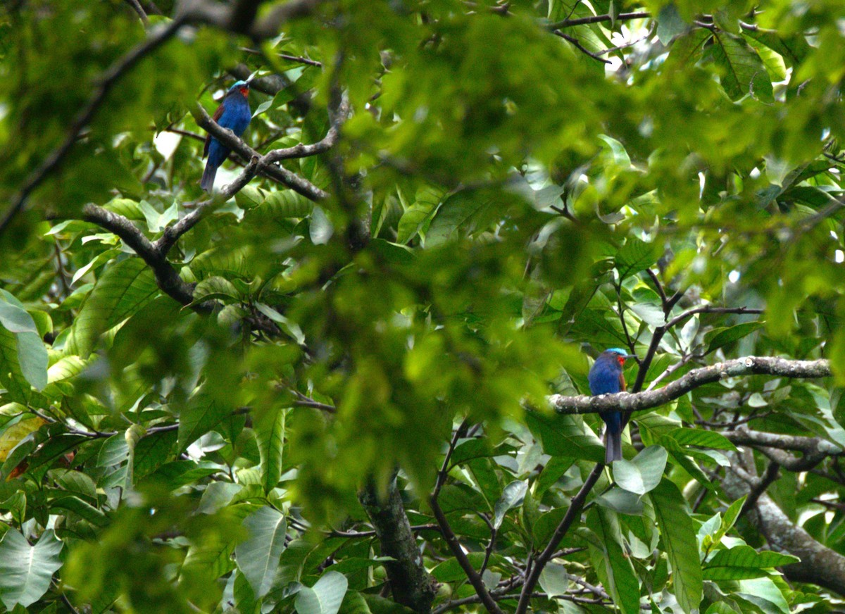 Blue-headed Bee-eater - ML621833410