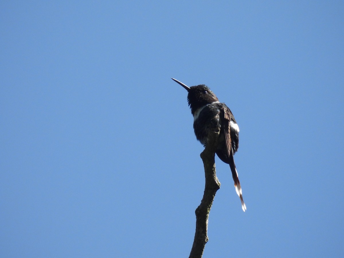 Sparkling-tailed Hummingbird - ML621833440