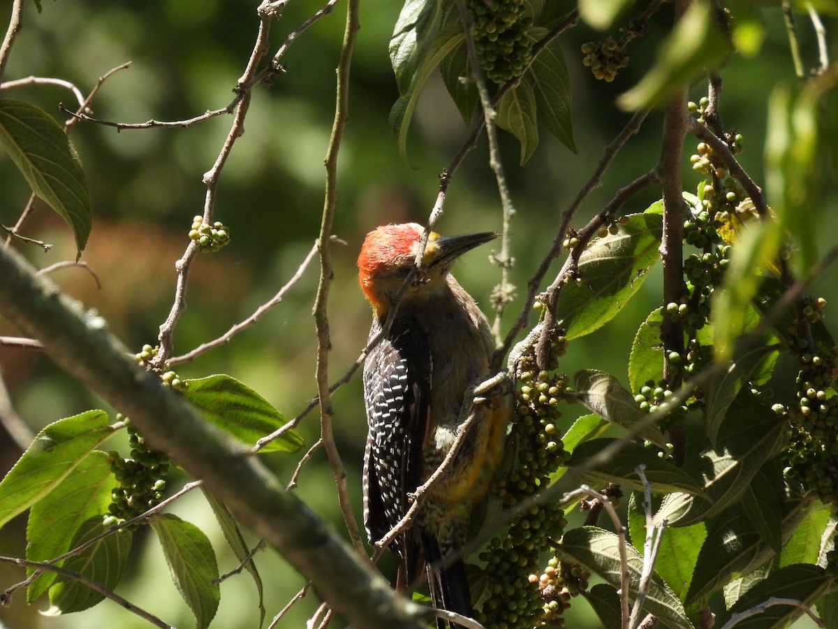 Golden-fronted Woodpecker - ML621833441