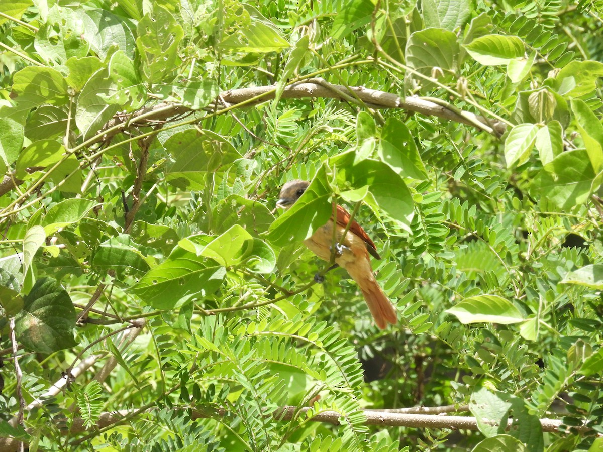 Rose-throated Becard - ML621833442