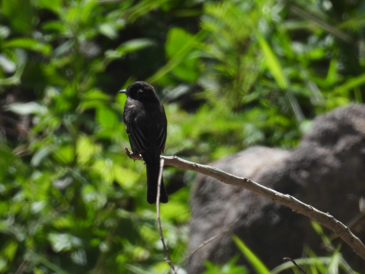 Black Phoebe - ML621833444