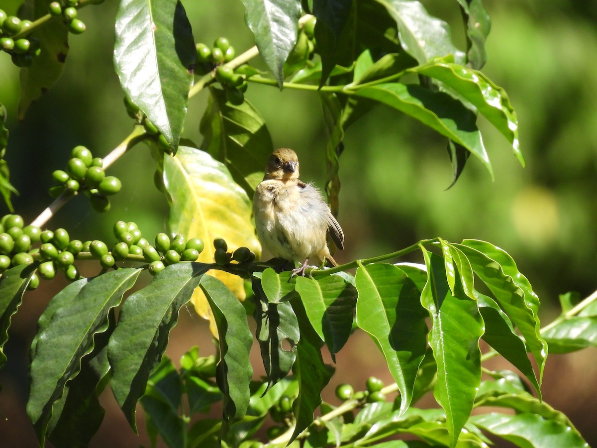 Morelet's Seedeater - ML621833446