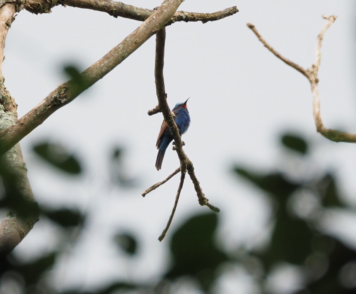 Blue-headed Bee-eater - ML621833448