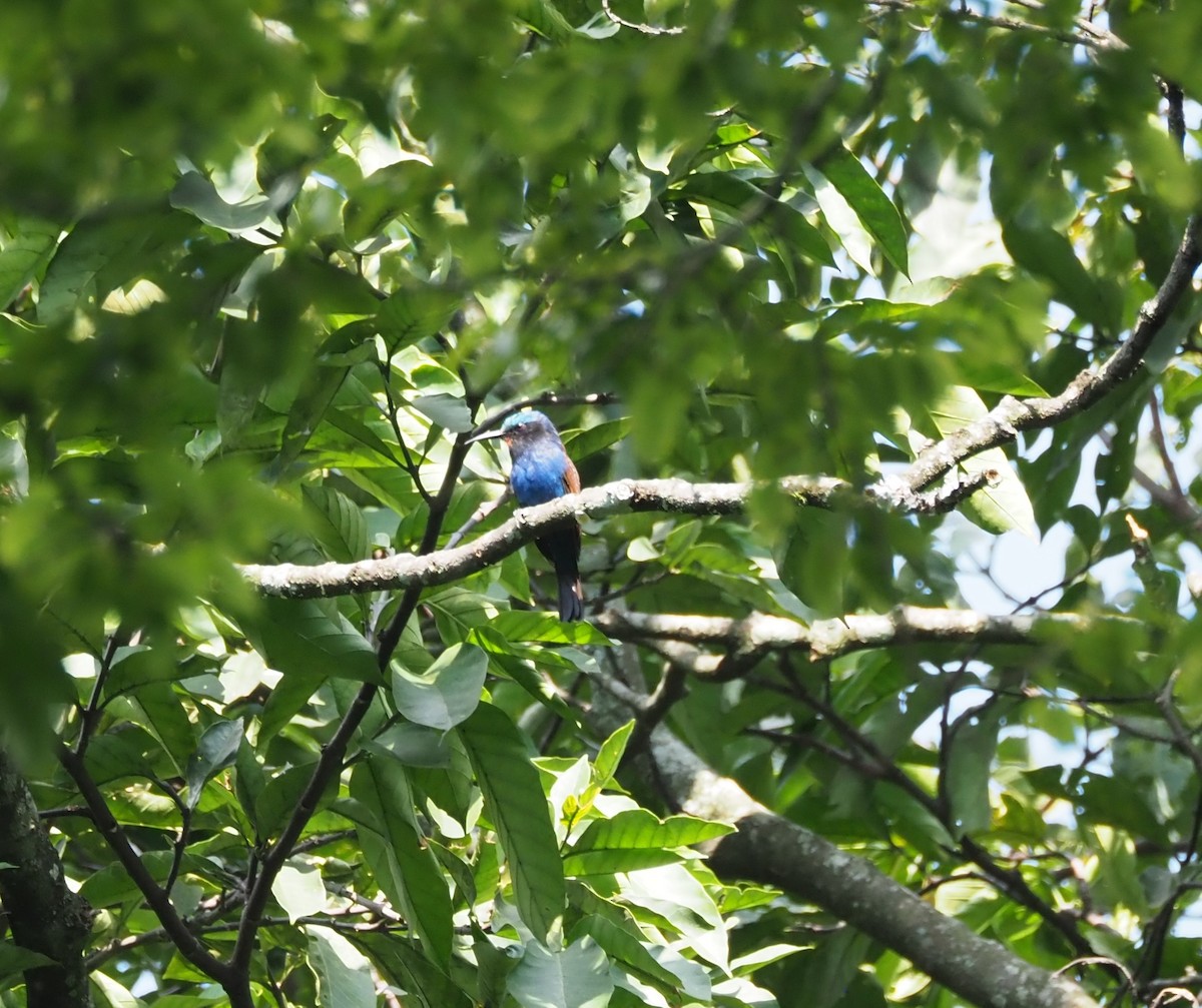 Blue-headed Bee-eater - ML621833450