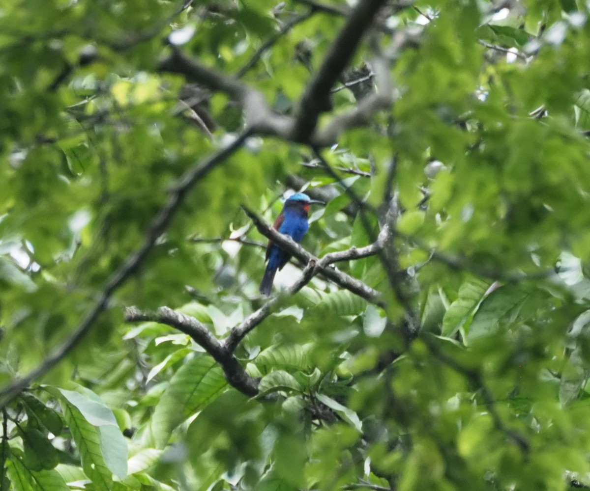 Blue-headed Bee-eater - ML621833451