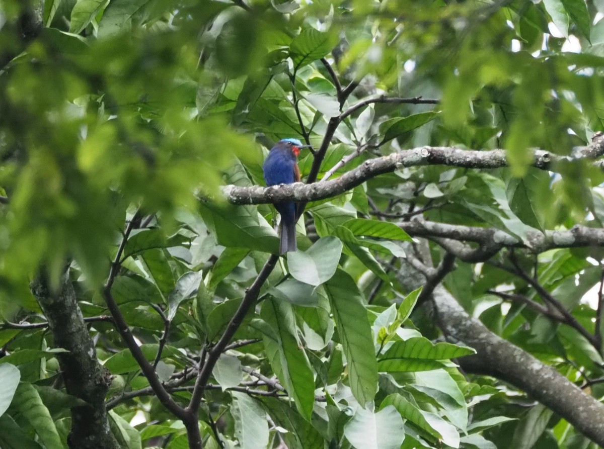 Blue-headed Bee-eater - ML621833452