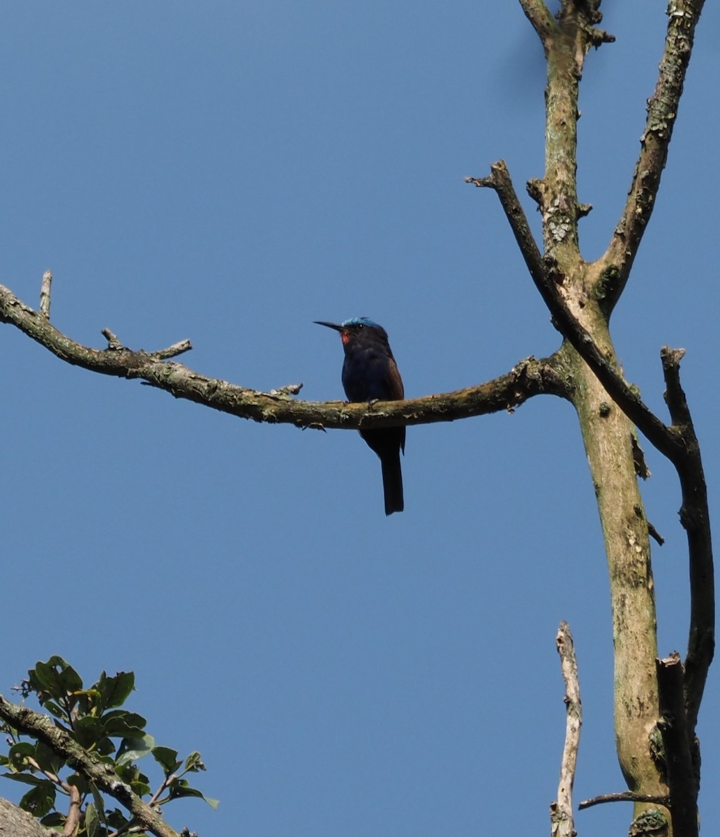 Blue-headed Bee-eater - ML621833453