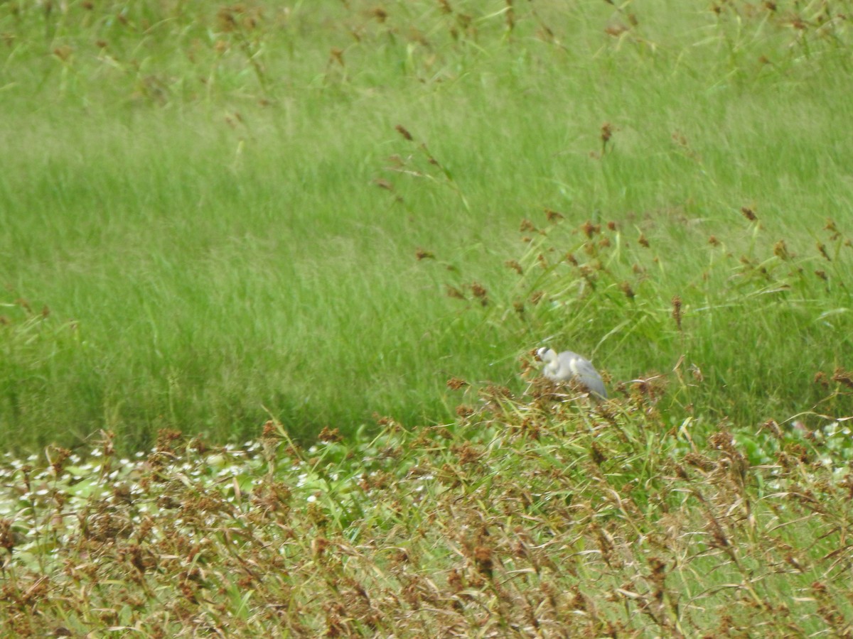 Gray Heron - ML621833496