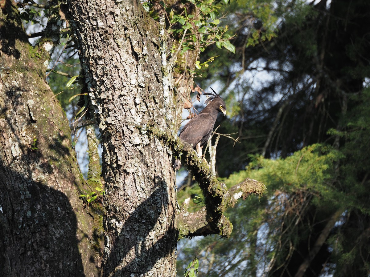 Long-crested Eagle - ML621833507