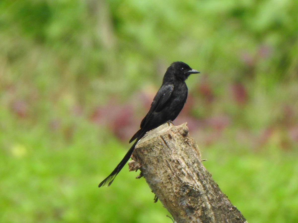 Black Drongo - Arulvelan Thillainayagam