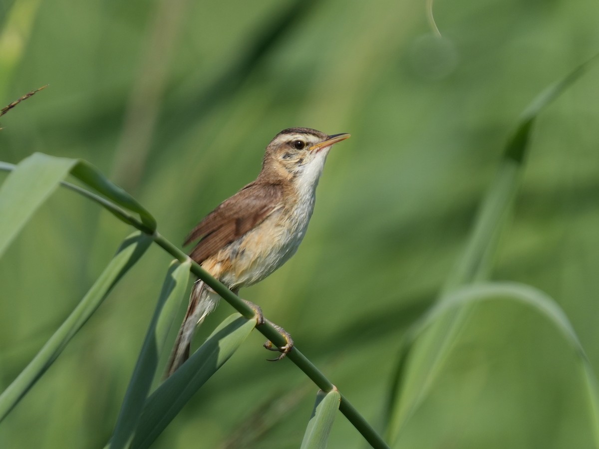 Black-browed Reed Warbler - ML621833517