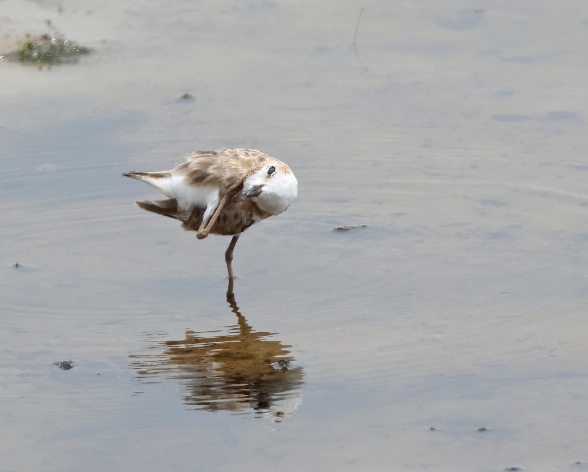 Malaysian Plover - ML621833518