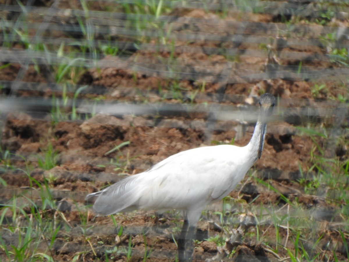 ibis černohlavý - ML621833553