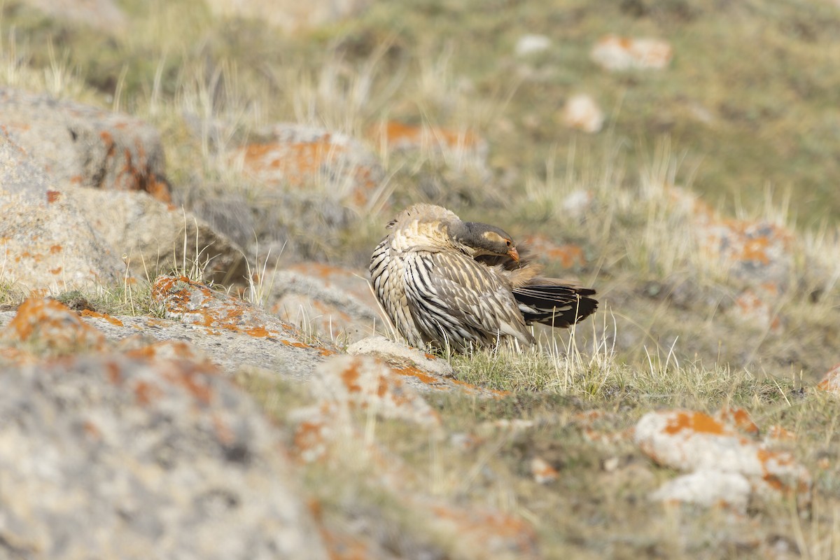 Tibetan Snowcock - ML621833559