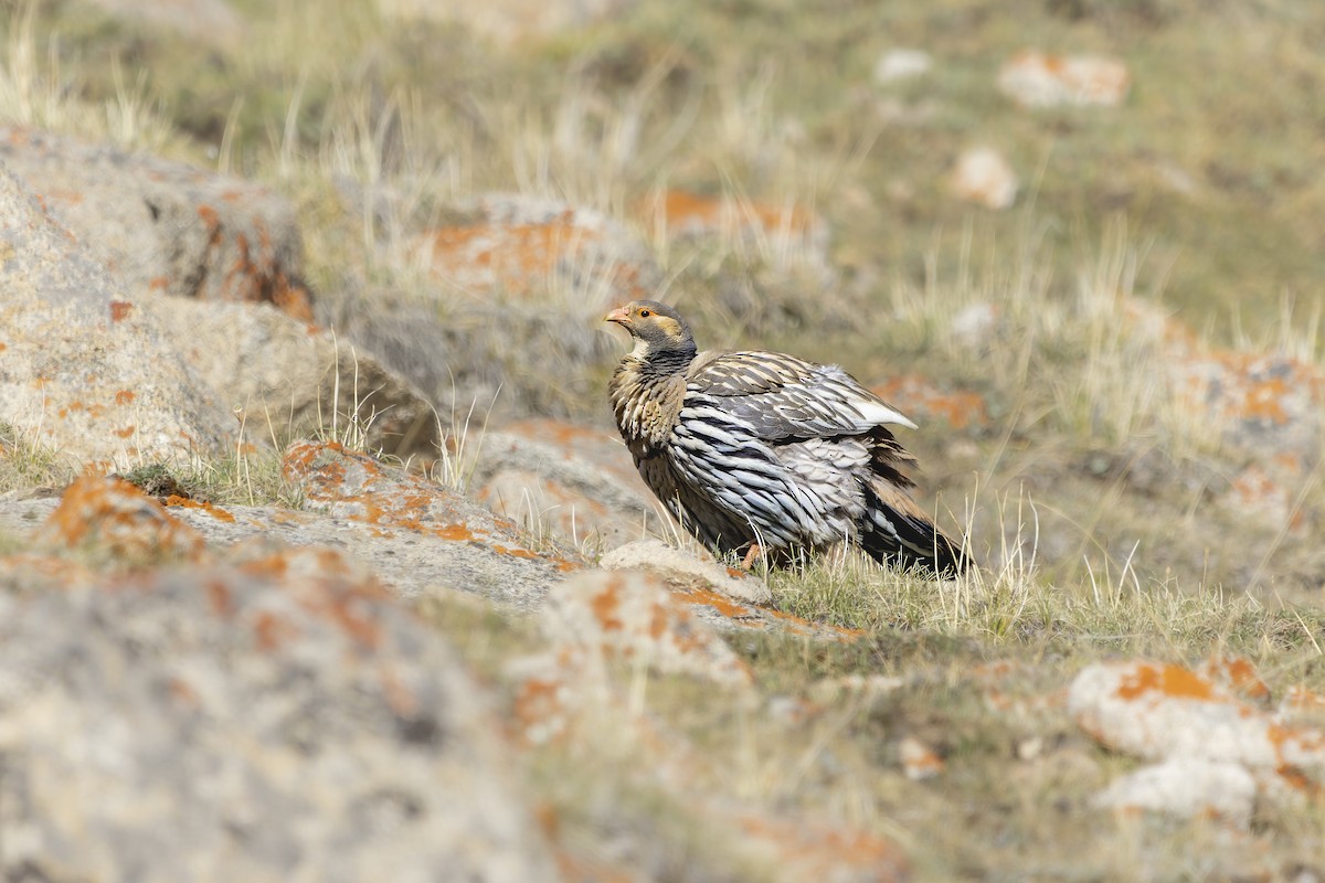 Tibetan Snowcock - ML621833560