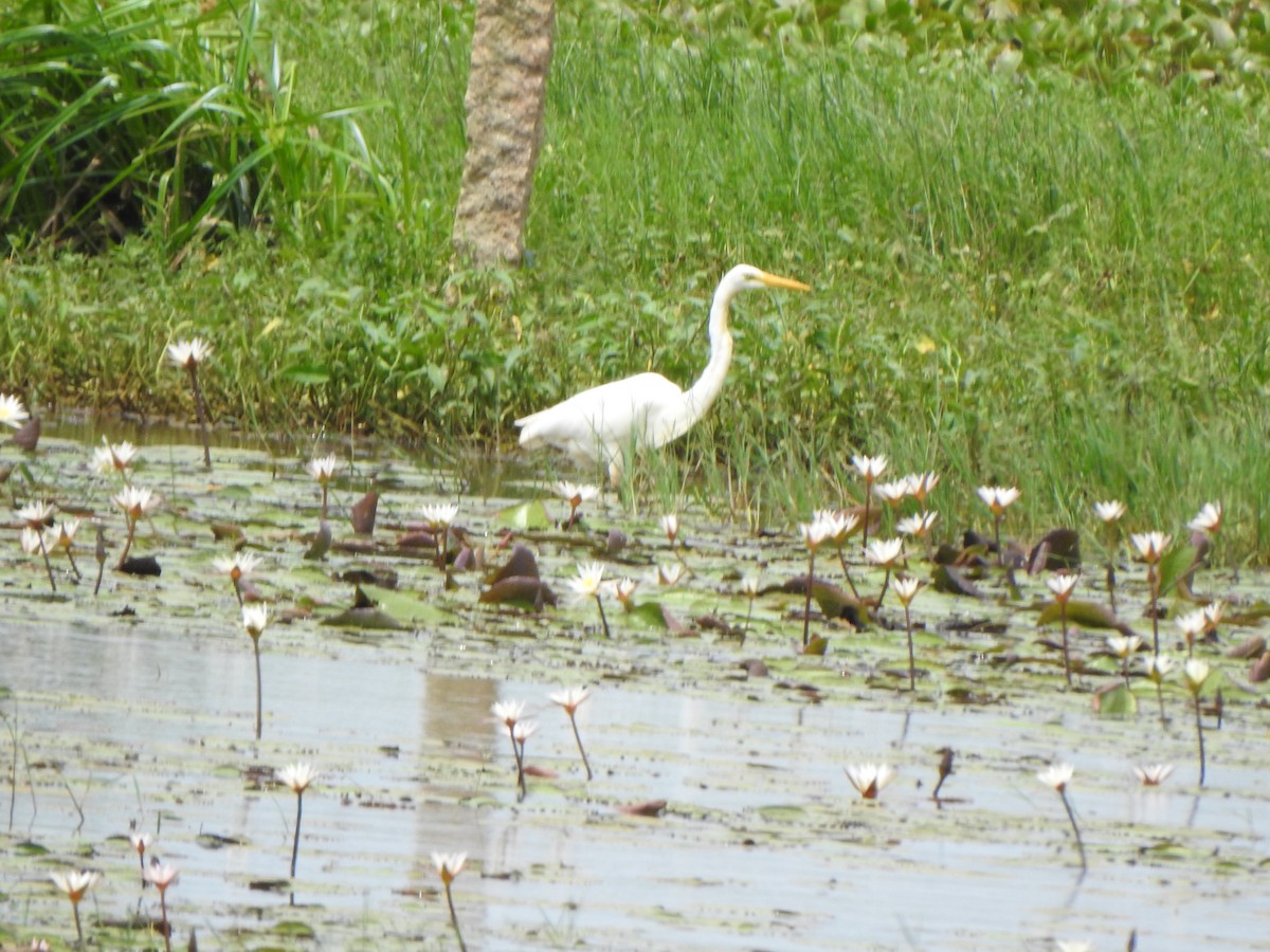 Medium Egret - ML621833565