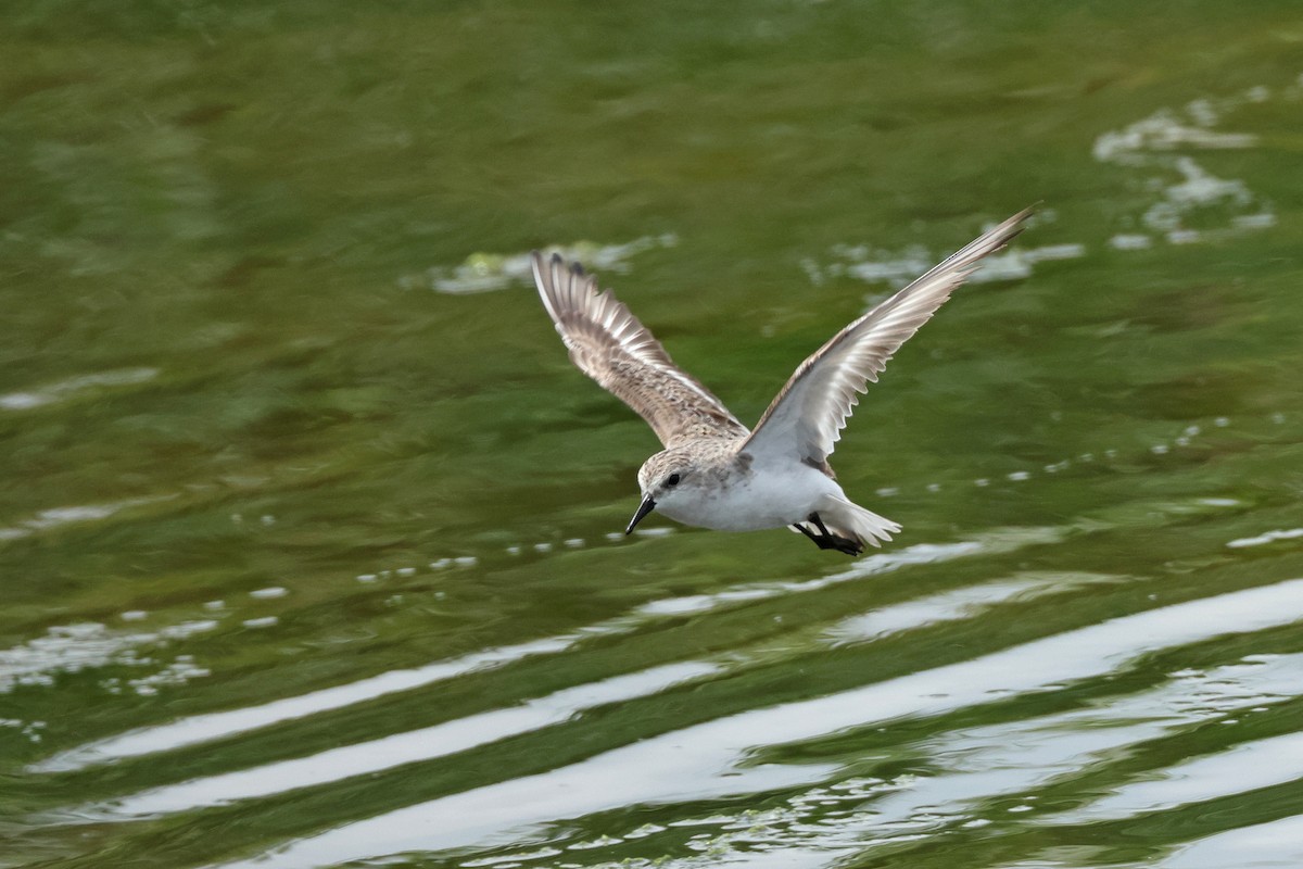 Red-necked Stint - ML621833569