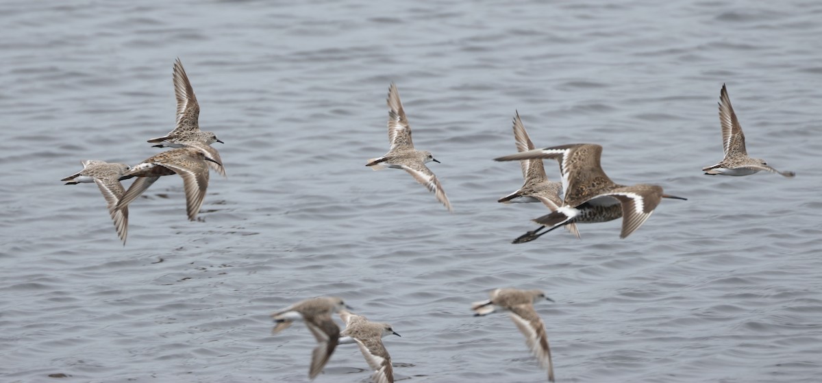 Red-necked Stint - ML621833570