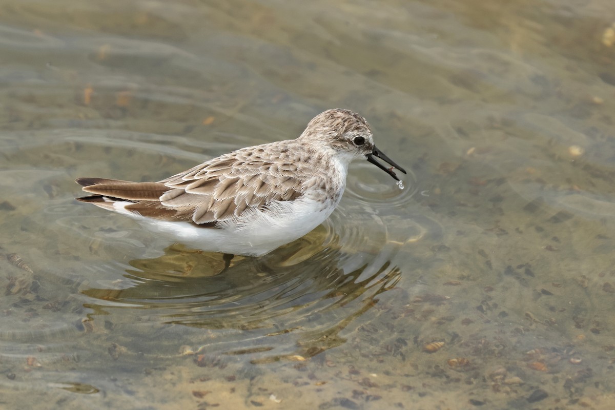 Red-necked Stint - ML621833571