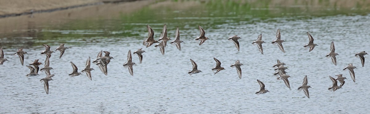 Red-necked Stint - ML621833573