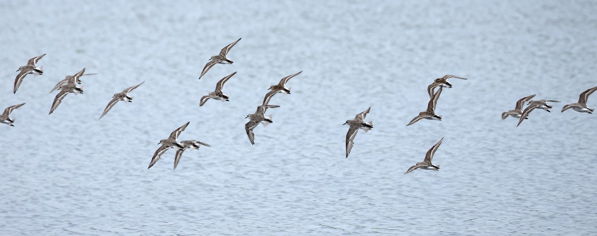 Red-necked Stint - ML621833574