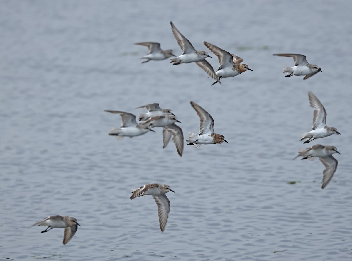 Red-necked Stint - ML621833575